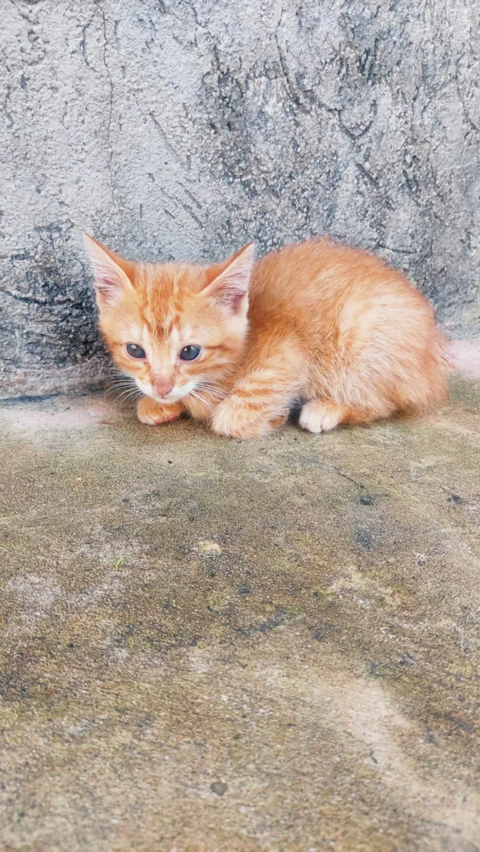 Gato ra a SRD-ViraLata idade Abaixo de 2 meses nome Ainda não tem nome.