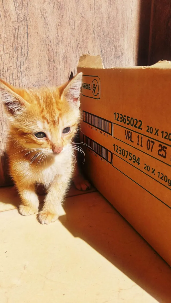 Gato ra a SRD-ViraLata idade Abaixo de 2 meses nome Ainda não tem nome.