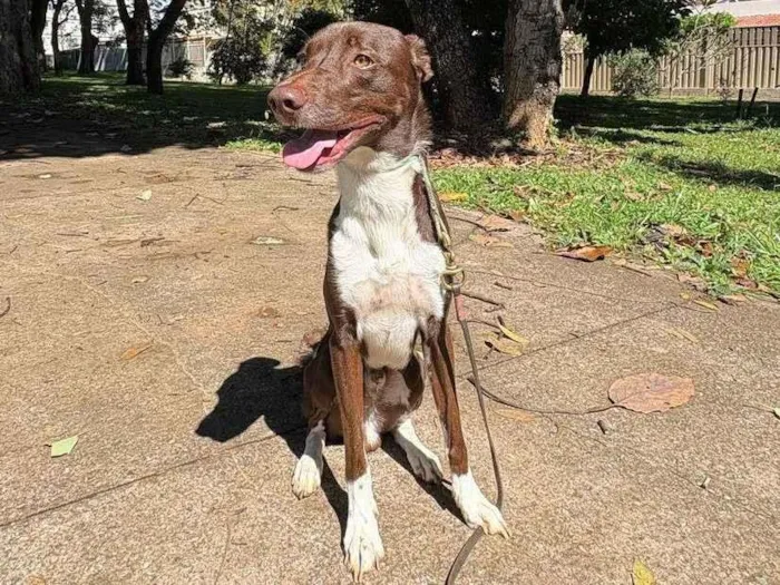 Cachorro ra a SRD-ViraLata idade 2 anos nome Don