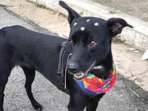 Cachorro raça SRD-ViraLata idade 7 a 11 meses nome Lyde Lee