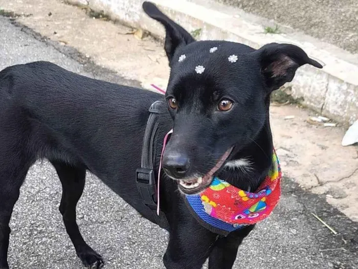 Cachorro ra a SRD-ViraLata idade 7 a 11 meses nome Lyde Lee
