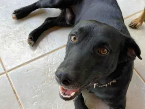 Cachorro raça SRD-ViraLata idade 2 anos nome Djalma