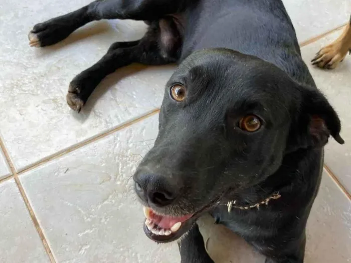 Cachorro ra a SRD-ViraLata idade 2 anos nome Djalma