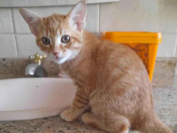 Gato ra a SRD-ViraLata idade 2 a 6 meses nome Phil Collins