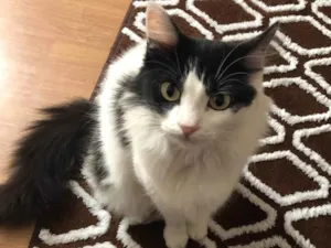 Gato raça SRD-ViraLata idade 3 anos nome Sofia 