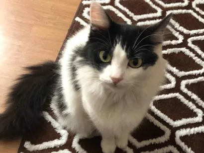 Gato raça SRD-ViraLata idade 3 anos nome Sofia 