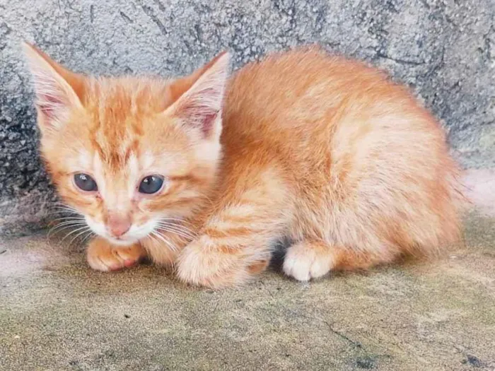 Gato ra a SRD-ViraLata idade Abaixo de 2 meses nome Ainda não tem nome.