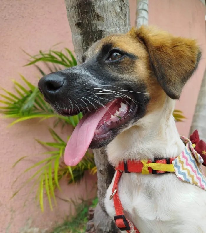 Cachorro ra a SRD-ViraLata idade 2 a 6 meses nome Pandora