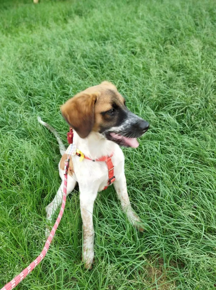 Cachorro ra a SRD-ViraLata idade 2 a 6 meses nome Pandora
