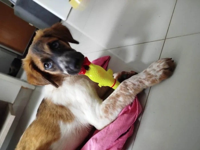 Cachorro ra a SRD-ViraLata idade 2 a 6 meses nome Pandora