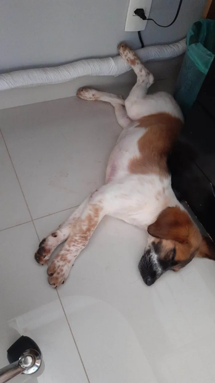 Cachorro ra a SRD-ViraLata idade 2 a 6 meses nome Pandora