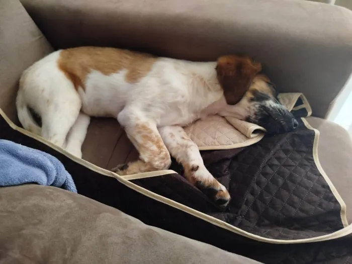 Cachorro ra a SRD-ViraLata idade 2 a 6 meses nome Pandora