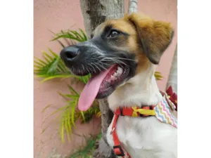 Cachorro raça SRD-ViraLata idade 2 a 6 meses nome Pandora