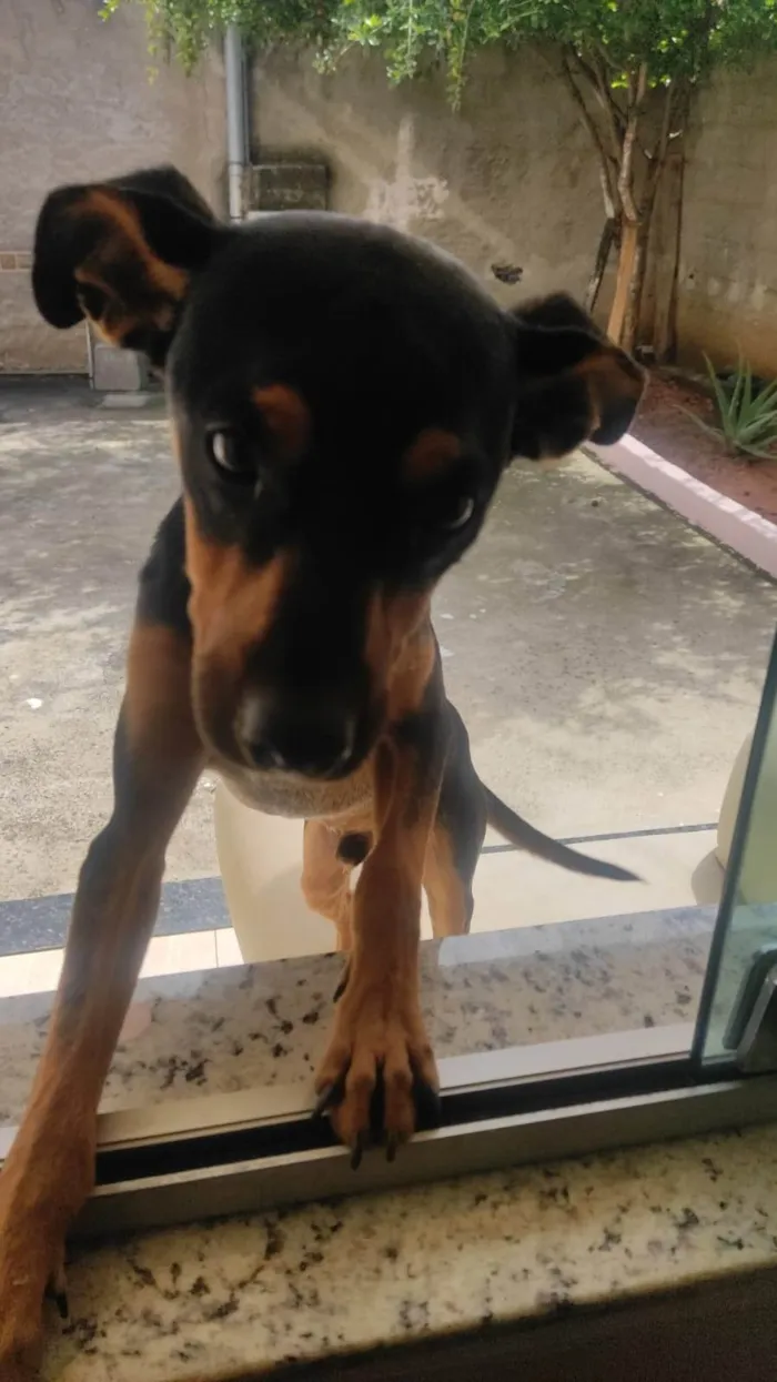 Cachorro ra a SRD-ViraLata idade 1 ano nome Costelinha 
