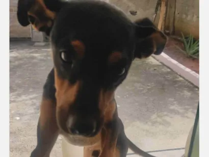 Cachorro raça SRD-ViraLata idade 1 ano nome Costelinha 