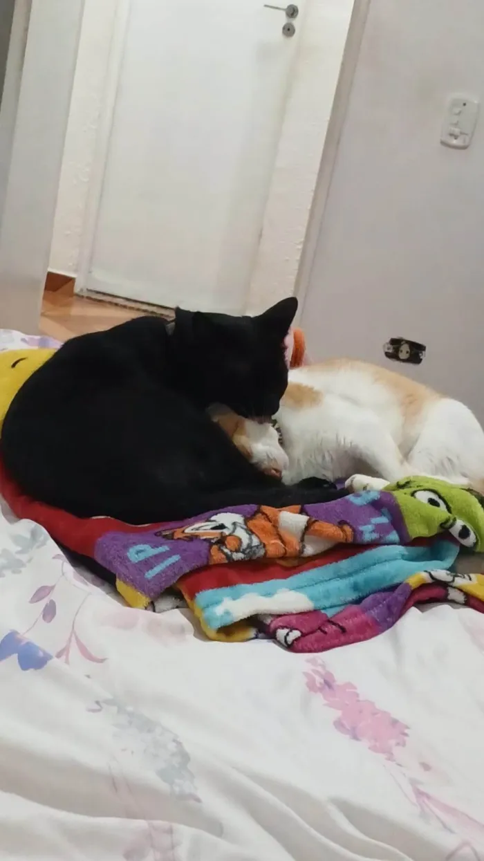 Gato ra a SRD-ViraLata idade 3 anos nome Lilith e Gema