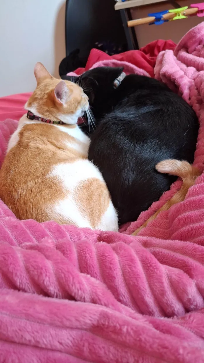 Gato ra a SRD-ViraLata idade 3 anos nome Lilith e Gema