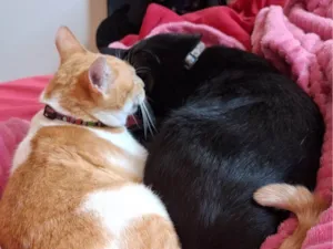 Gato raça SRD-ViraLata idade 3 anos nome Lilith e Gema