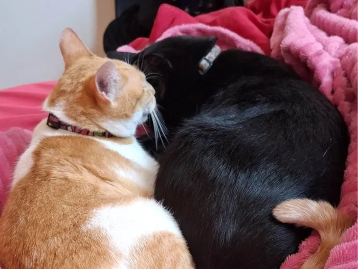Gato ra a SRD-ViraLata idade 3 anos nome Lilith e Gema