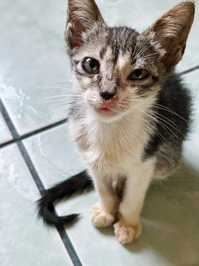Gato ra a SRD-ViraLata idade 2 a 6 meses nome Pepito
