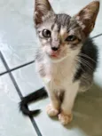 Pepito
