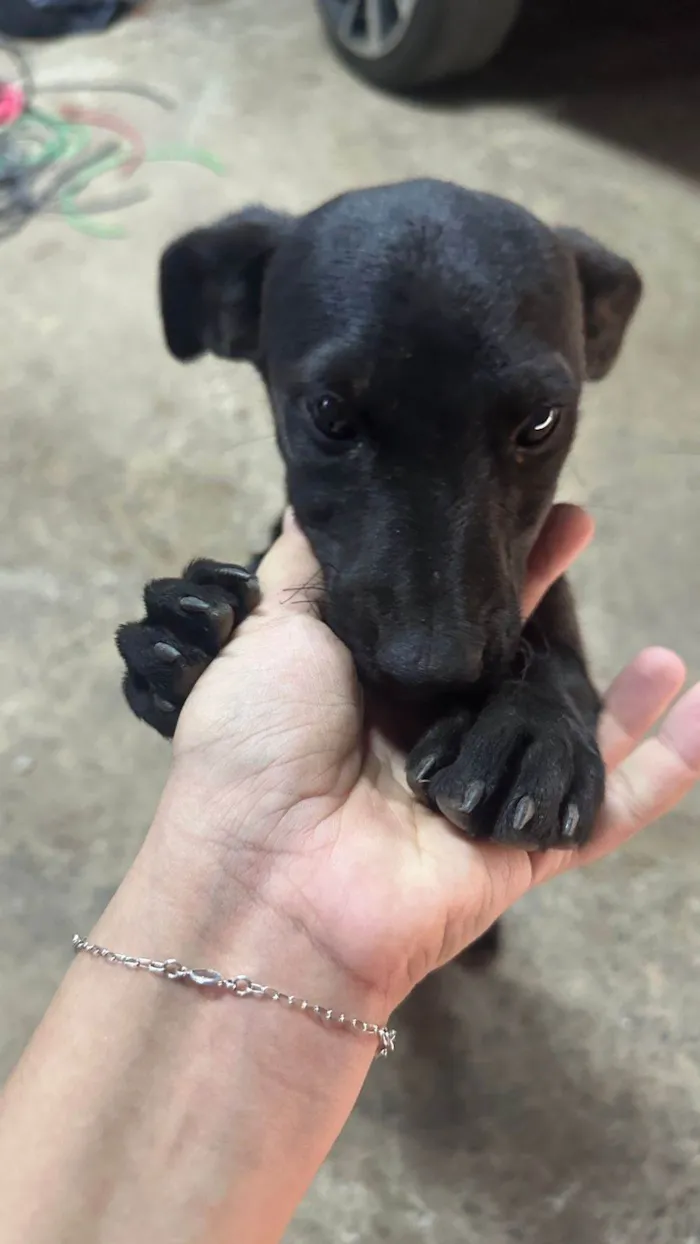 Cachorro ra a SRD-ViraLata idade 2 a 6 meses nome Sem nome