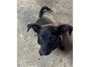 Cachorro raça SRD-ViraLata idade 2 a 6 meses nome Sem nome