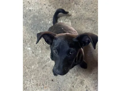Cachorro raça SRD-ViraLata idade 2 a 6 meses nome Sem nome