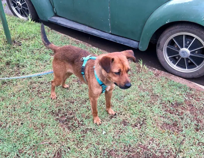 Cachorro ra a SRD-ViraLata idade 2 anos nome Melo
