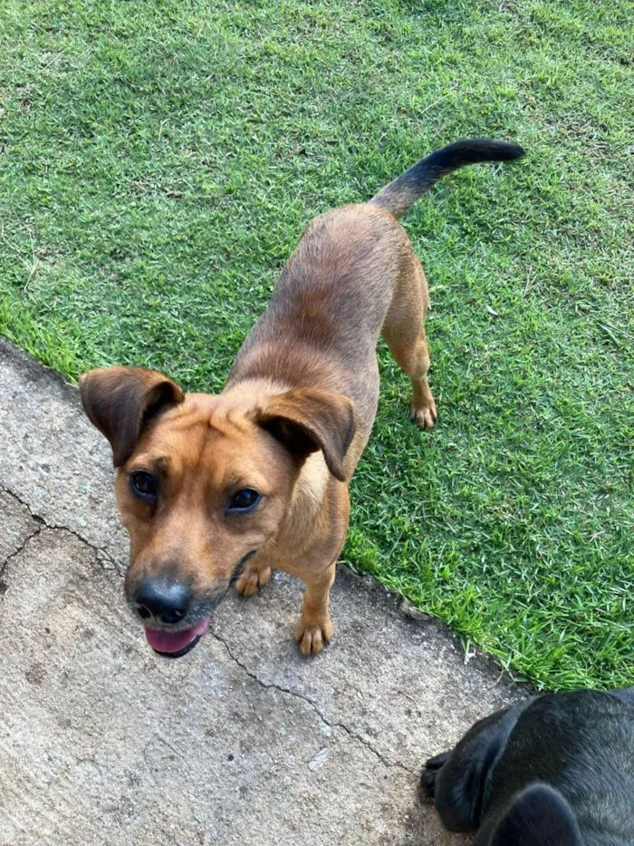 Cachorro ra a SRD-ViraLata idade 2 anos nome Melo