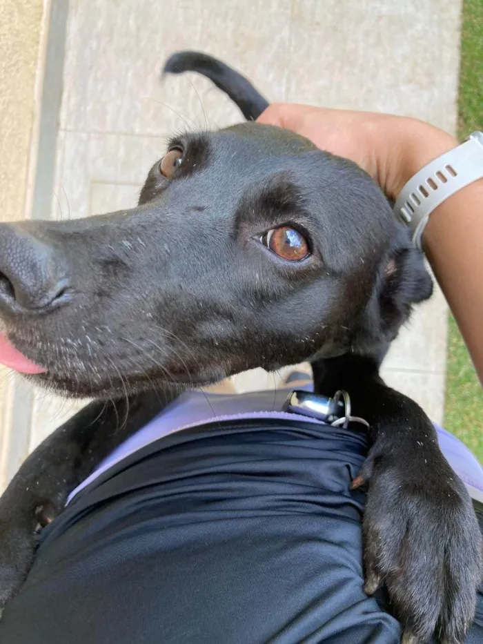 Cachorro ra a SRD-ViraLata idade 1 ano nome Pretinha