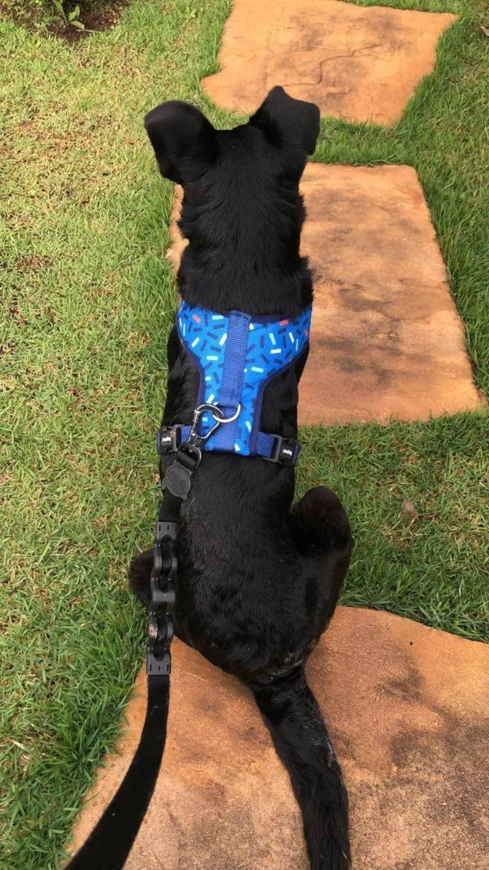 Cachorro ra a SRD-ViraLata idade 1 ano nome Pretinha