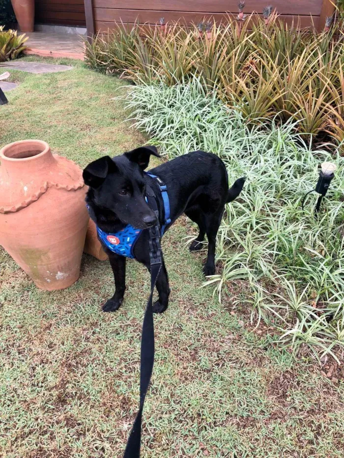 Cachorro ra a SRD-ViraLata idade 1 ano nome Pretinha