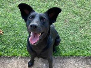 Cachorro raça SRD-ViraLata idade 1 ano nome Pretinha