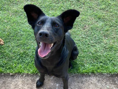 Cachorro raça SRD-ViraLata idade 1 ano nome Pretinha