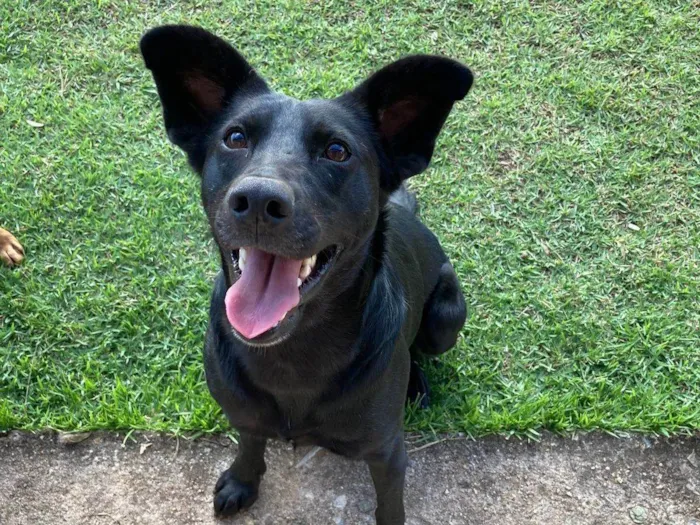Cachorro ra a SRD-ViraLata idade 1 ano nome Pretinha