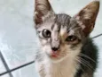 Pepito