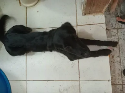 Cachorro raça SRD-ViraLata idade 2 a 6 meses nome Estella