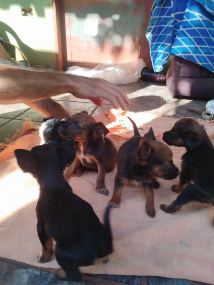 Cachorro ra a SRD-ViraLata idade 2 a 6 meses nome Nikita 