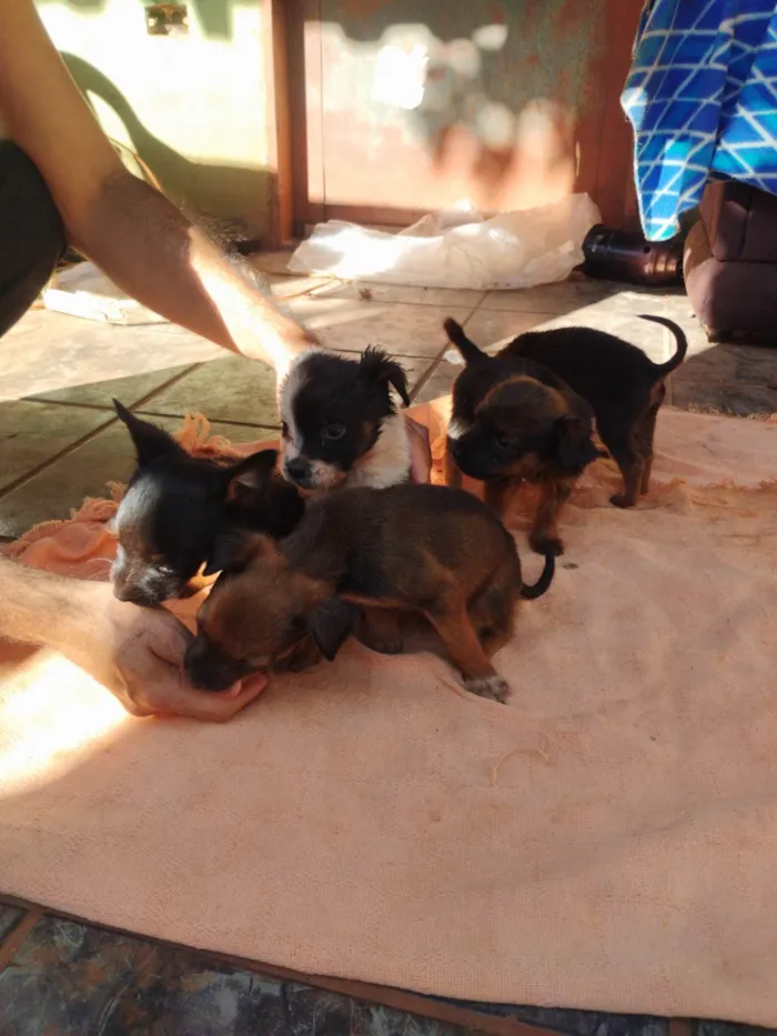 Cachorro ra a SRD-ViraLata idade 2 a 6 meses nome Nikita 