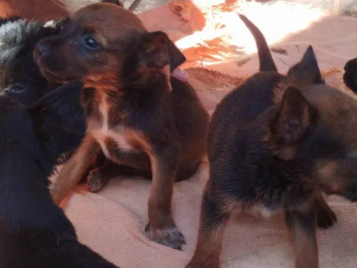 Cachorro ra a SRD-ViraLata idade 2 a 6 meses nome Nikita 