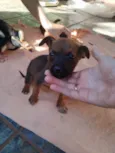 Nikita