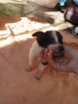 Nikita