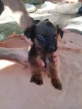 Nikita