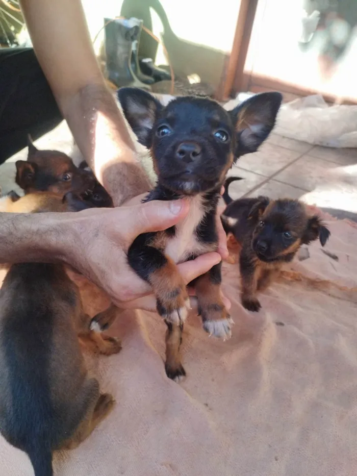 Cachorro ra a SRD-ViraLata idade 2 a 6 meses nome Nikita 