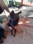 Nikita