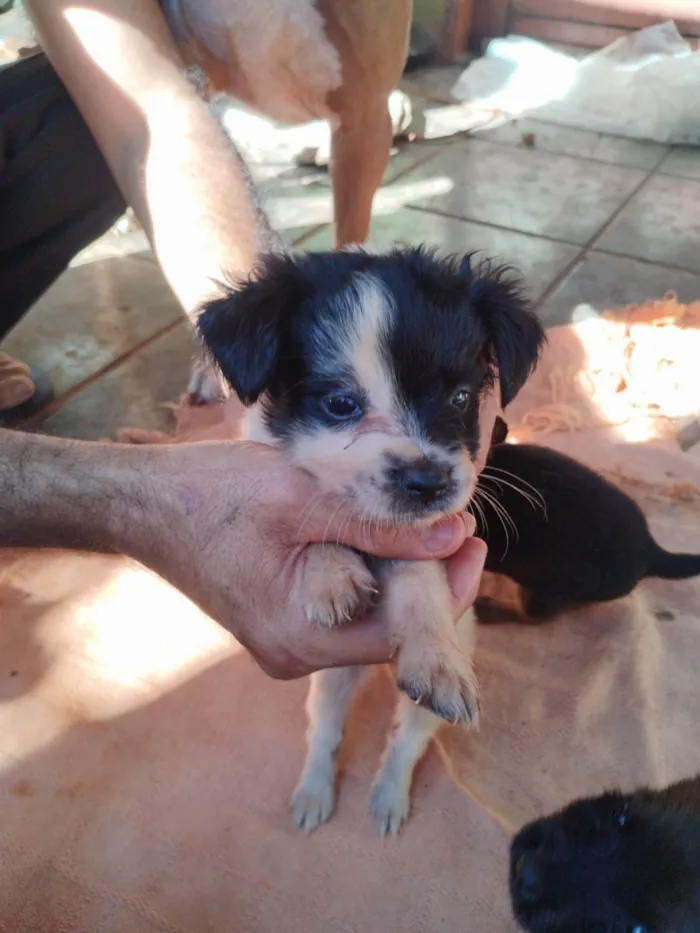 Cachorro ra a SRD-ViraLata idade 2 a 6 meses nome Nikita 