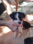 Nikita
