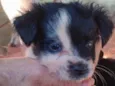 Nikita