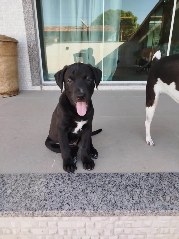 Cachorro ra a SRD-ViraLata idade 2 a 6 meses nome Congo 